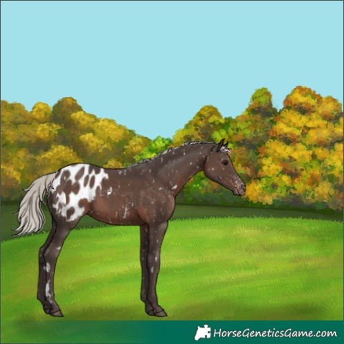 Horse Color:White Spotted Silver Black Appaloosa 