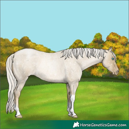 Horse Color:Silver Smoky Grullo Roan Pearl Tobiano Snowflake Varnish Rabicano 