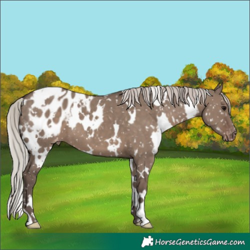 Horse Color:White Spotted Silver Grullo Blanket