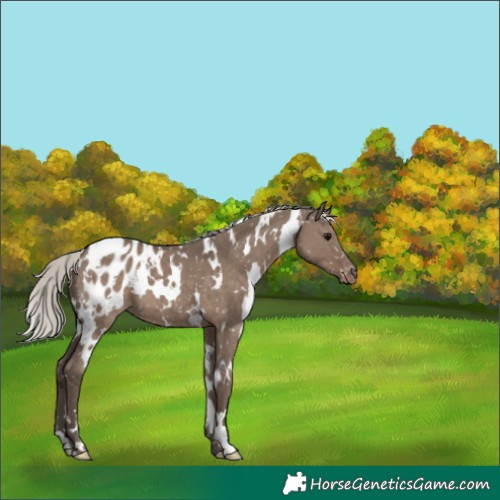Horse Color:White Spotted Silver Grullo Appaloosa 
