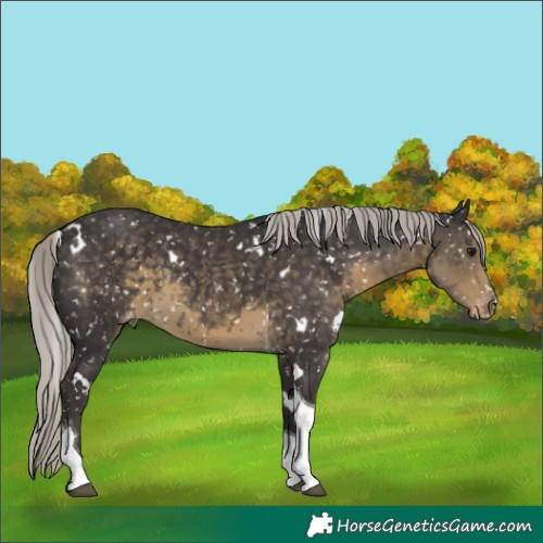 Horse Color:White Spotted Silver Smoky Black Tobiano Snowflake Varnish