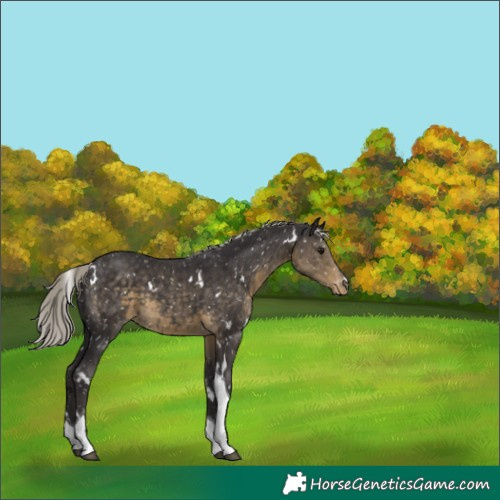 Horse Color:White Spotted Silver Smoky Black Tobiano Appaloosa 