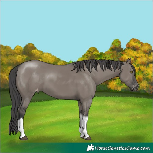 Horse Color:Grullo Tobiano Varnish