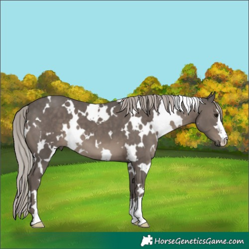 Horse Color:White Spotted Silver Black