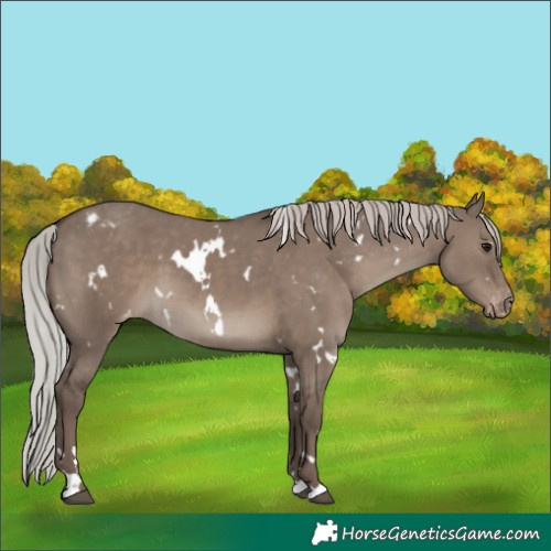 Horse Color:White Spotted Silver Grullo Varnish