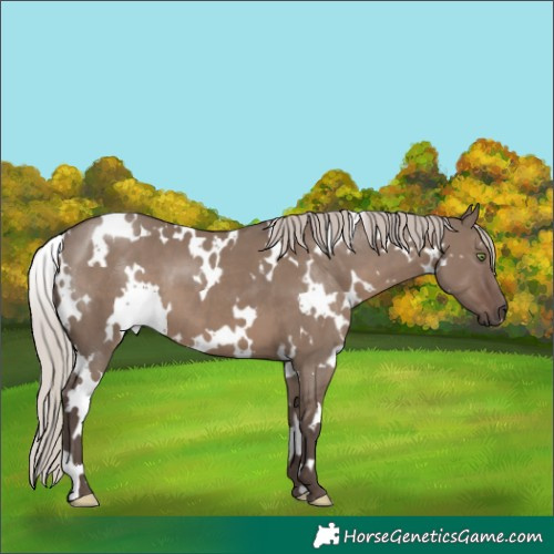 Horse Color:White Spotted Silver Grullo 