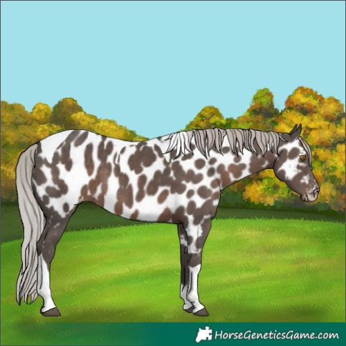 Horse Color:Silver Black Tobiano Near Leopard 