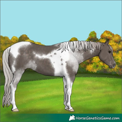 Horse Color:Silver Black Tobiano