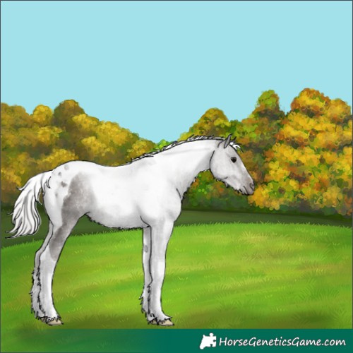 Horse Color:Silver Black Tobiano 