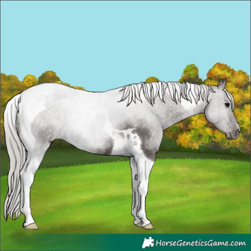 Horse Color:Silver Black Tobiano