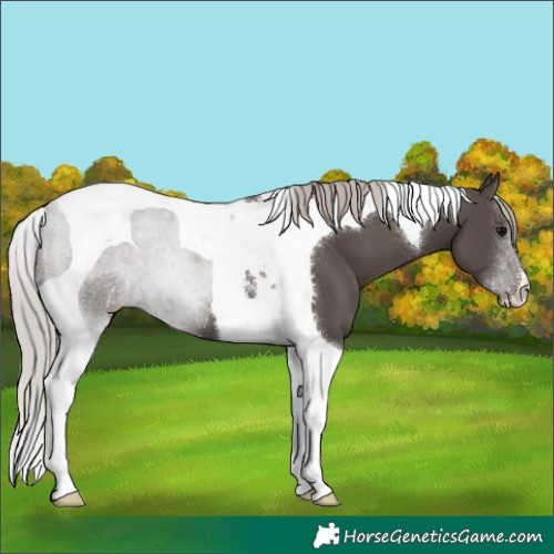 Horse Color:Silver Black Tobiano