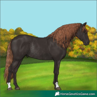 Horse Color:Liver Chestnut Rabicano