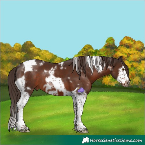 Horse Color:White Spotted Liver Chestnut Splash Tobiano Frame 