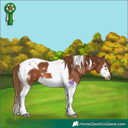 Horse Color:White Spotted Chestnut Splash Tobiano Frame 