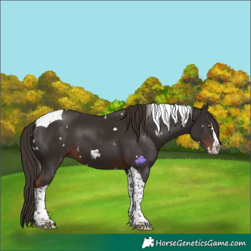 Horse Color:White Spotted Liver Chestnut Splash Tobiano 