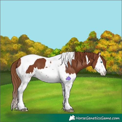 Horse Color:Chestnut Splash Tobiano 