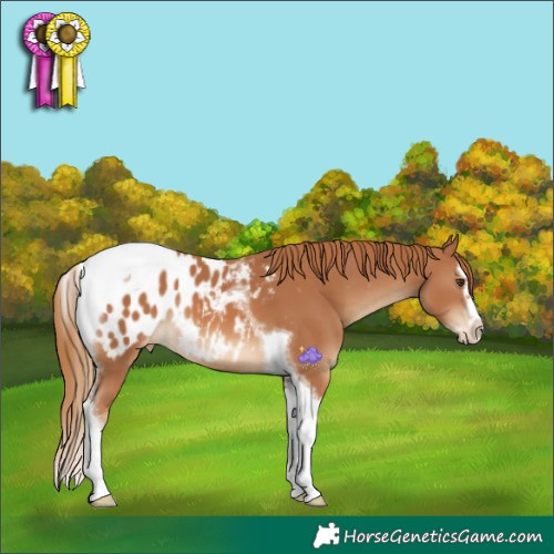 Horse Color:Chestnut Splash Tobiano Frame Appaloosa Rabicano