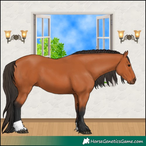 Horse Color:Bay 