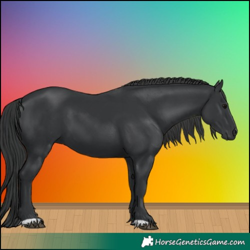 Horse Color:Black 