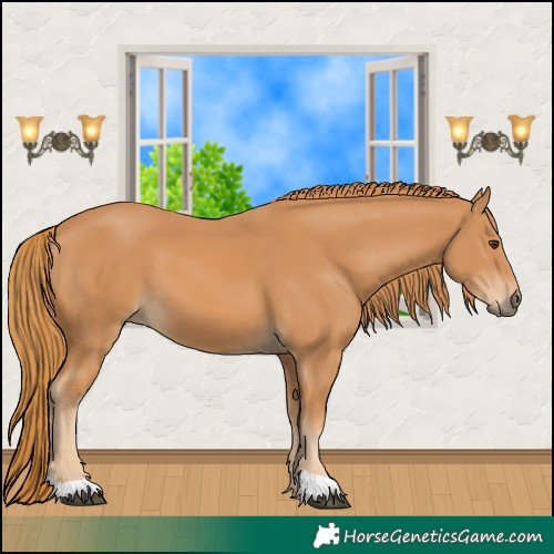 Horse Color:Chestnut 