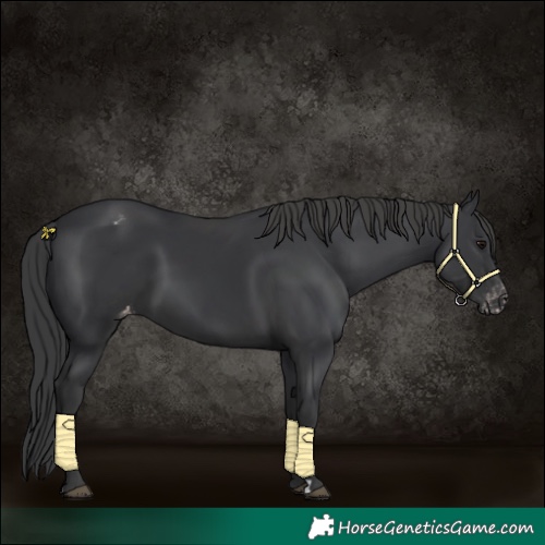 Horse Color:Black Appaloosa 