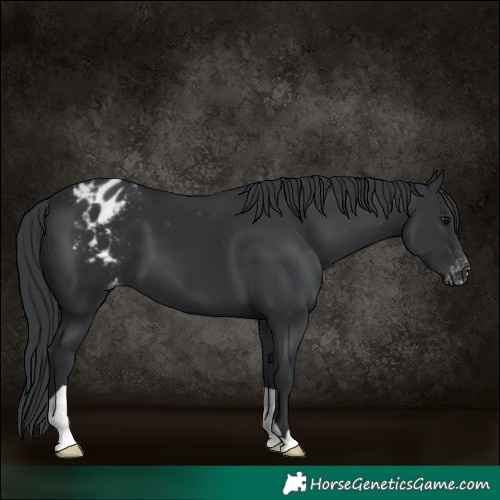 Horse Color:Black Blanket
