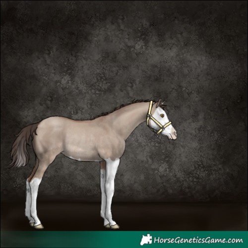 Horse Color:Classic Champagne Dun Splash Rabicano