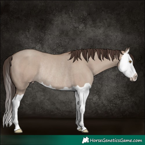 Horse Color:Classic Champagne Dun Splash Rabicano 