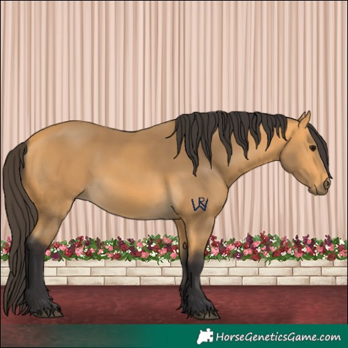 Horse Color:Buckskin
