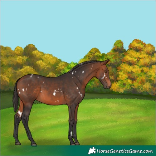 Horse Color:White Spotted Bay 