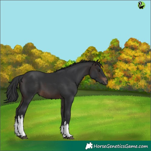 Horse Color:White Spotted Brown 