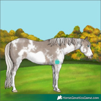 Horse Color:White Spotted Silver Grullo Frame Rabicano