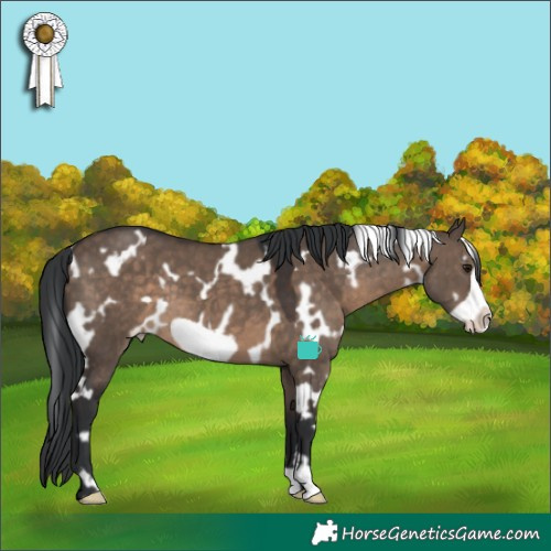 Horse Color:White Spotted Brown Dun Frame 