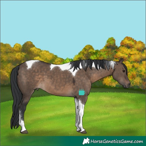 Horse Color:Brown Dun Tobiano 