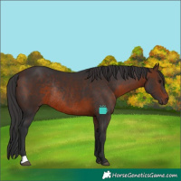 Horse Color:Brown Rabicano