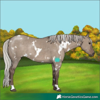 Horse Color:White Spotted Silver Grullo Rabicano 