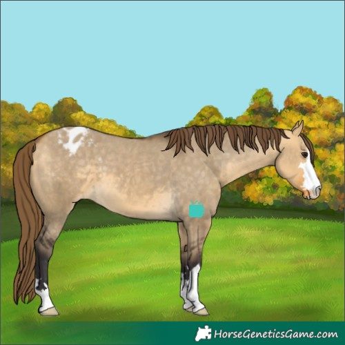 Horse Color:Buckskin Dun Varnish