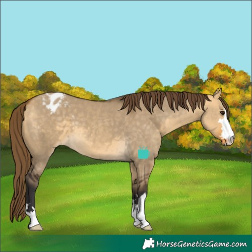 Horse Color:Buckskin Dun Appaloosa