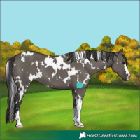 Horse Color:White Spotted Smoky Grullo 