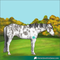 Horse Color:Grullo Sabino 