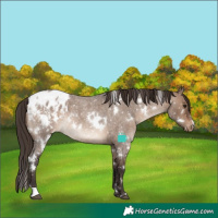 Horse Color:White Spotted Brown Roan Dun Blanket Rabicano