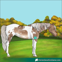 Horse Color:White Spotted Silver Brown Dun Tobiano Blanket