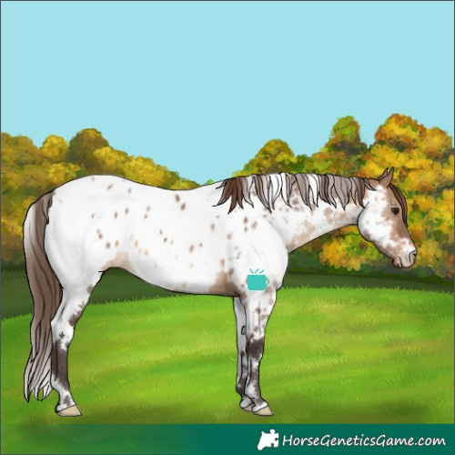 Horse Color:White Spotted Brown Dun Appaloosa