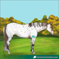 Horse Color:White Spotted Brown Dun Appaloosa