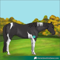 Horse Color:Smoky Black Tobiano