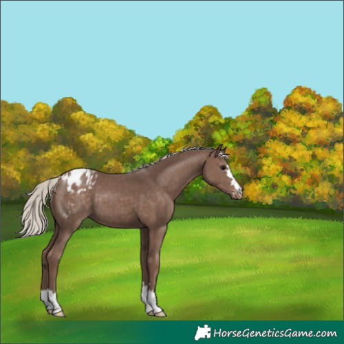 Horse Color:Silver Black Appaloosa 