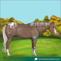 Horse Color:Silver Black Blanket
