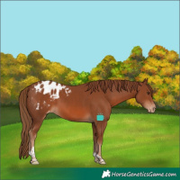 Horse Color:Chestnut Tobiano Blanket