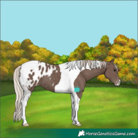 Horse Color:Silver Black Tobiano Appaloosa