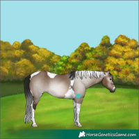 Horse Color:Gray Brown Dun Tobiano